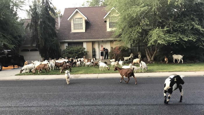 �����������ݹ�����˹����75ֻ���塰Խ���� Ļ�����Ի���һֻ�����������ɽ��