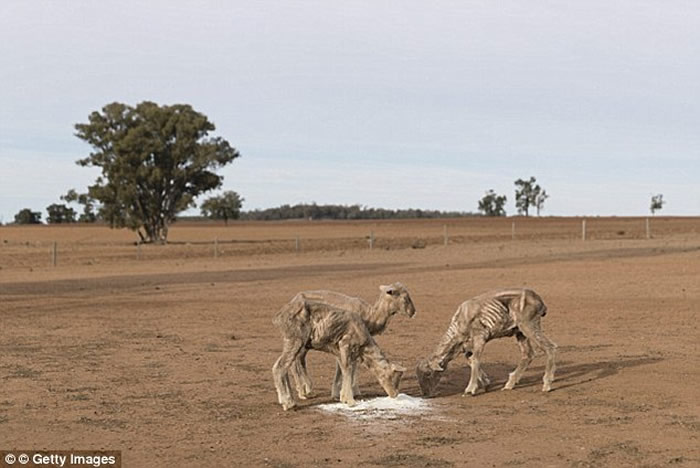 澳大利亚新南威尔士州严重干旱 袋鼠骨架站在草原中间