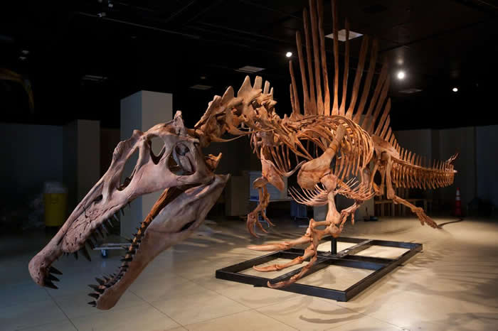 ʵСİSpinosaurus aegyptiacusǺģͣĿǰʳ PHOTOGRAPH BY REBECCA HALE