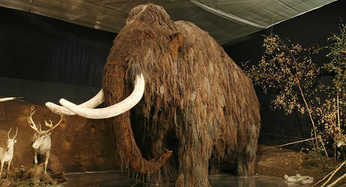 俄罗斯远东地区或建猛犸象克隆中心