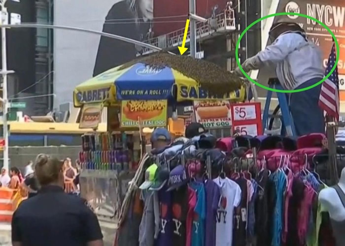 养蜂人(绿圈)用吸尘机把蜜蜂(黄箭嘴示)吸走。