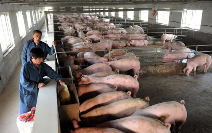 联合国粮食及农业组织(FAO)警告中国爆发的非洲猪瘟或蔓延东南亚及朝鲜半岛