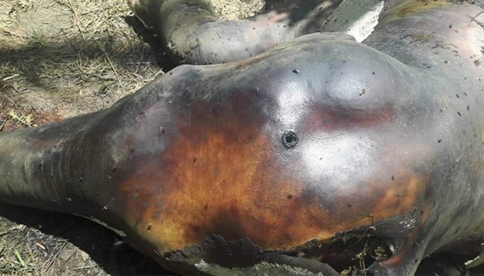 ��������ɳ���ݽ����������ѷ���25ͷ�����ı�Σ٪����