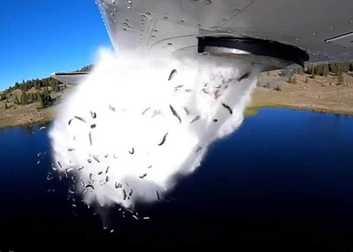 ������Ұ��������Դ���Էɻ�����Ͷ�����ɽ�ϵĺ�����