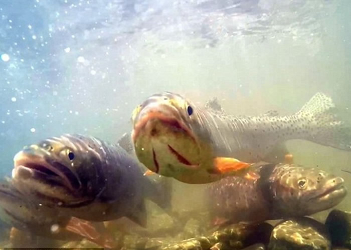 С�㡰�߿���ˮ���Ĵ����ʮ�ָߡ�