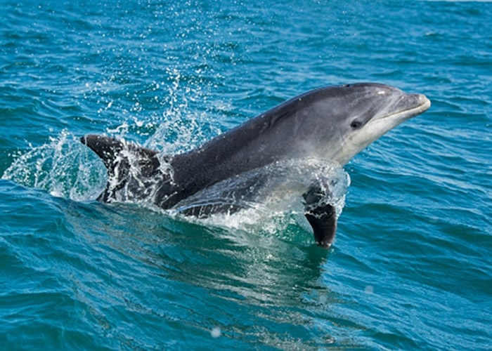 法国布列塔尼海滩海豚Zafar发情 市长颁令暂禁游泳