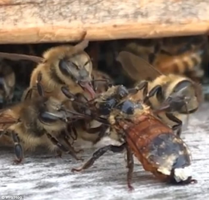 美国密歇根州农场蜜蜂被蜂蜜缠身动弹不得 同伴同心协力营救