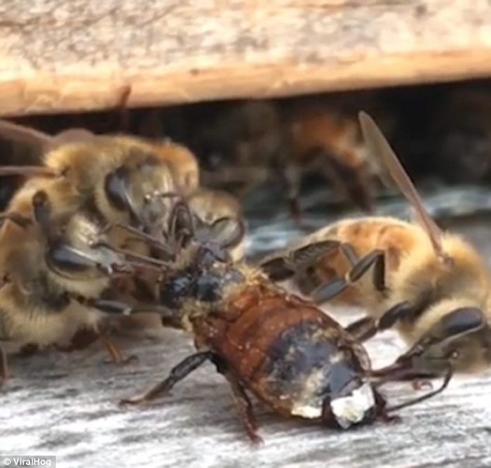 美国密歇根州农场蜜蜂被蜂蜜缠身动弹不得 同伴同心协力营救