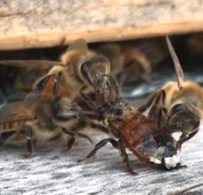 美国密歇根州农场蜜蜂被蜂蜜缠身动弹不得 同伴同心协力营救
