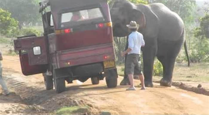 斯里兰卡野生动物官员“武装化”配备突击步枪 保护大象免受盗猎者侵害