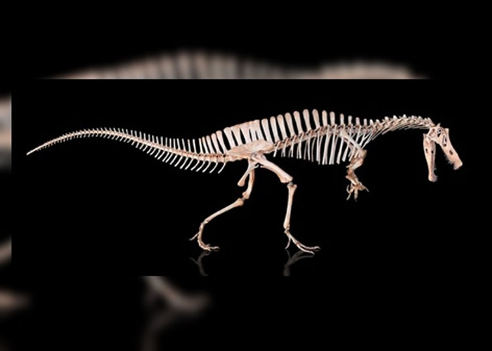 利玛氏崇高龙的骨架。