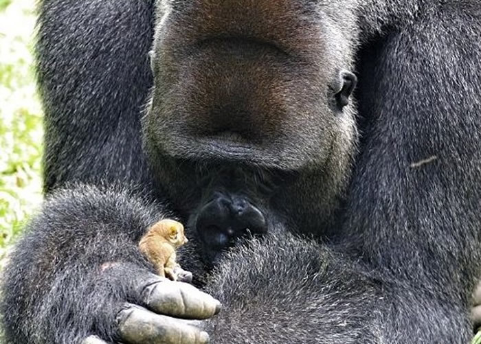 “最萌身型差”:非洲喀麦隆保育区体型庞大西部低地大猩猩呵护小婴猴