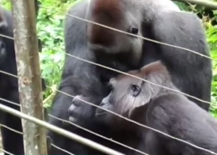 博博的同伴也对小婴猴感到好奇。