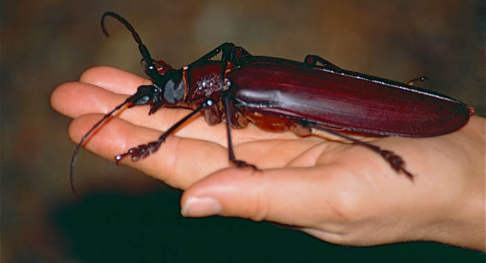 �����ѳ����沩�����ǧֻ�������汻����͵��