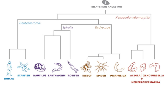 ����֮�������Ŷ����ϵͼ��ʾ�����ҶԳƶ���Ľ���Դͷ������֮ǰ��Ϊ�Ļ�Ҫ�硣�����������ڵ�ÿһ�����ﶼ�����ǴӺ���ʹ󱬷�֮ǰ��ĳ�����ҶԳ�������������ġ�
