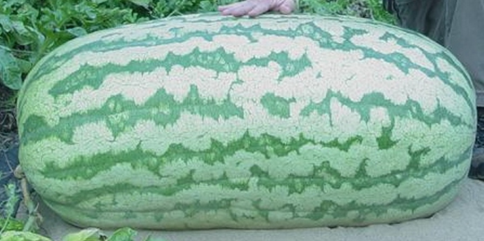 乌克兰外交部夸耀的巨型西瓜其实是美国在2013年培育的
