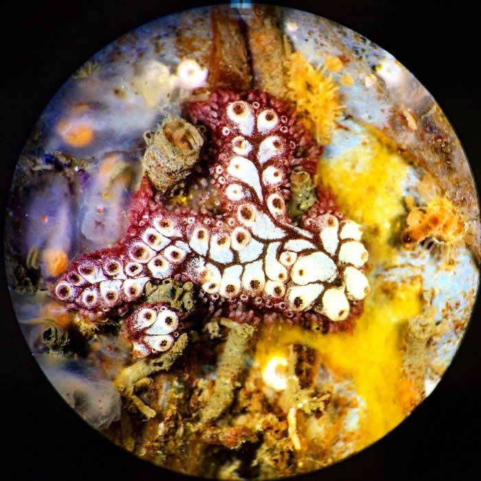 оԱСͧͷۿڷԶԭܵصĺ޼׵Щࡣ PHOTOGRAPH BY BRIANNA TRACY, SMITHSONIAN