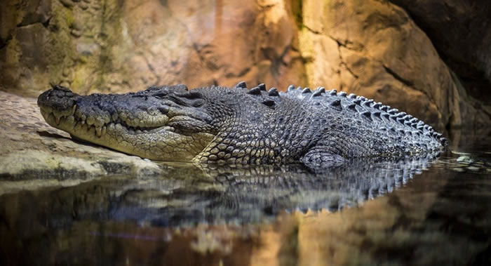 南非71岁教师河边散步无意踩到三米长鳄鱼 被严重伤害