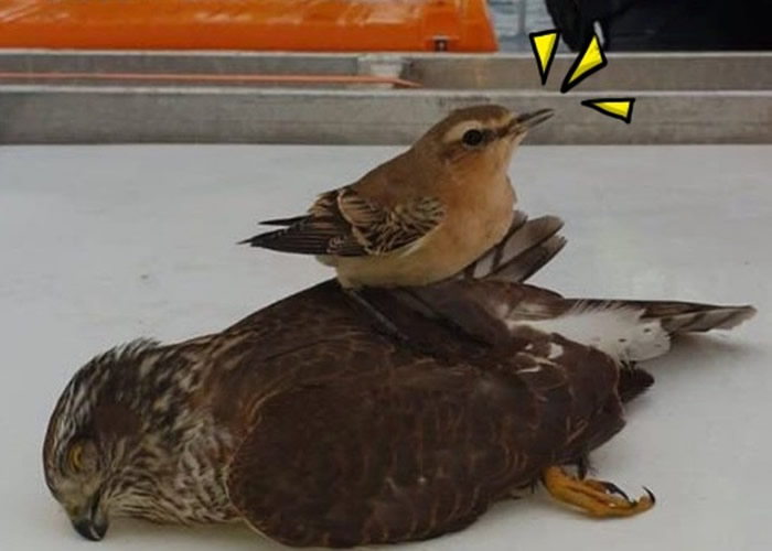 Ӣ��ȸӥ׷��ʯ����ײ���ε� ʯ�����������վ��ȸӥ����ʾ��