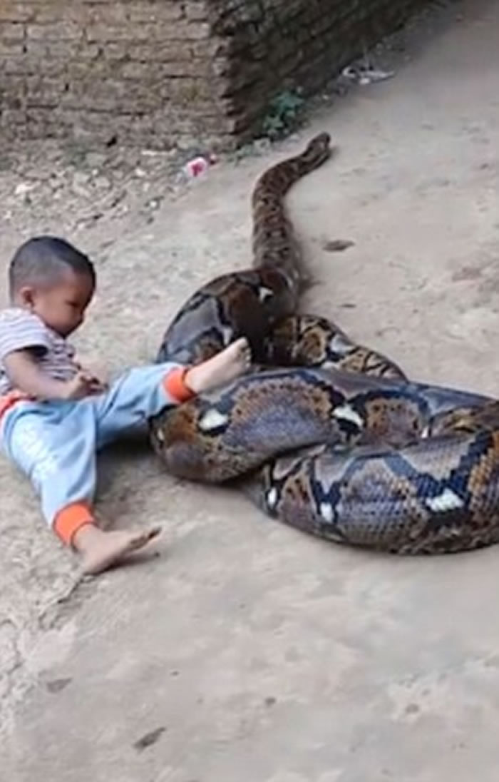 印尼东爪哇省父母放任小男孩骑巨蟒
