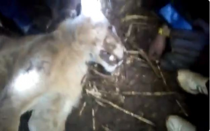 肯尼亚一只母牛勒死攻击自己的狮子