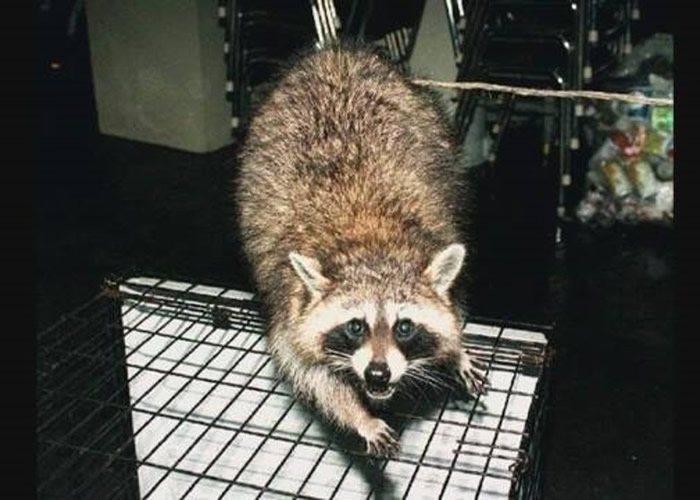 浣熊在日本属于外来物种。