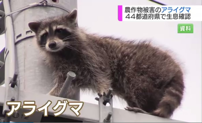 有浣熊在日本民居附近的电线杆出没。