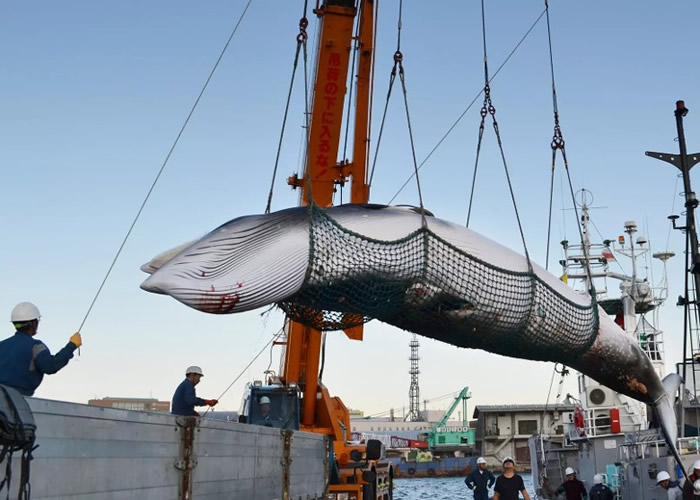 日本多年来大量猎杀鲸类,引起国际关注。