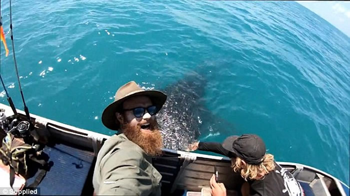 澳洲西澳省温驯鲸鲨游近小艇 让男子轻抚20多分钟才离开