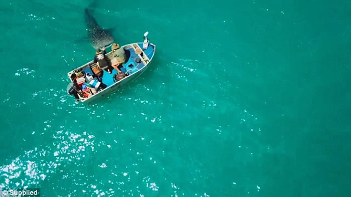 澳洲西澳省温驯鲸鲨游近小艇 让男子轻抚20多分钟才离开