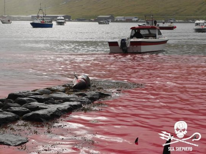 海湾被鲜血染成血红色：100多只海豚和鲸鱼惨遭法罗群岛渔民斩杀