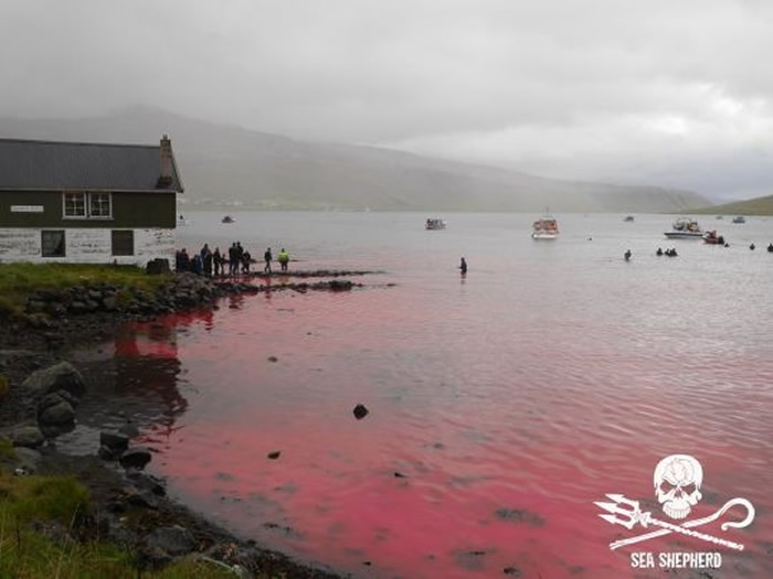 海湾被鲜血染成血红色：100多只海豚和鲸鱼惨遭法罗群岛渔民斩杀