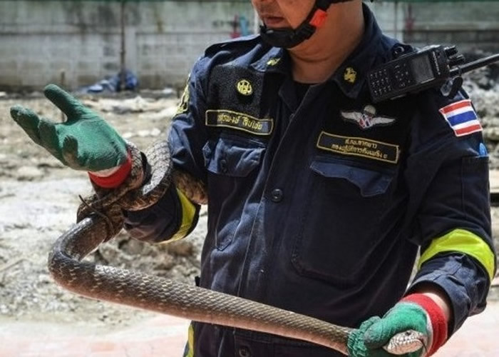 素拉蓬表示,消防站近月接到愈来愈多捉蛇的求助个案。