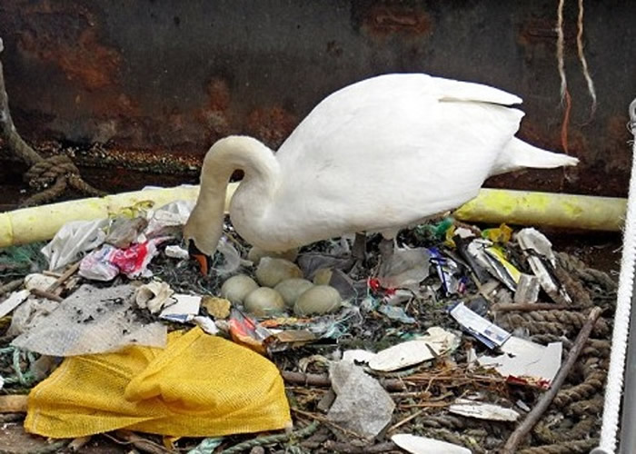 英国汉普郡朴茨茅斯港口一只天鹅用塑胶垃圾来筑巢孵蛋 网民:人类不配拥有地球