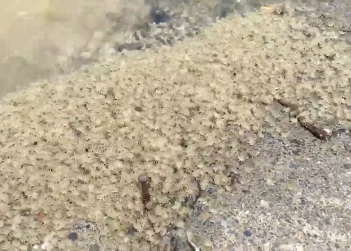 ���������޸ۿڴ���ֳ���10��ֻ�����ƹ�з����з�ذ����澰��