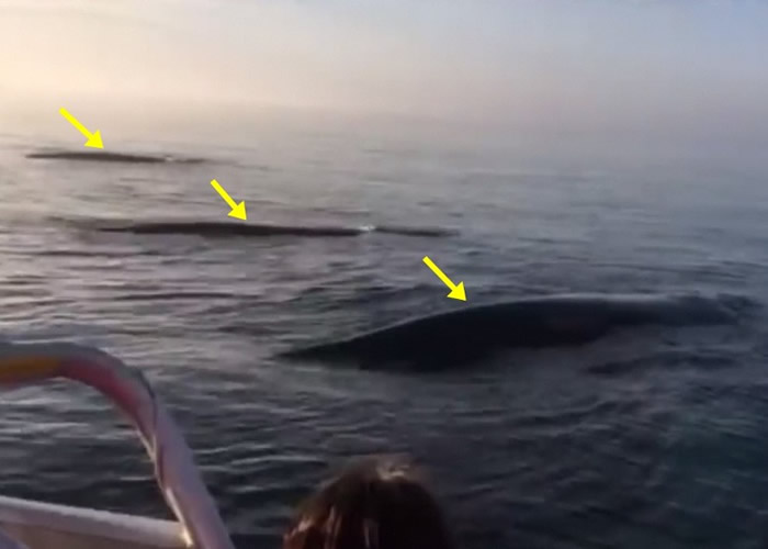 加拿大新斯科舍省海域三条座头鲸齐齐腾跃出水面 观鲸游客叹为观止