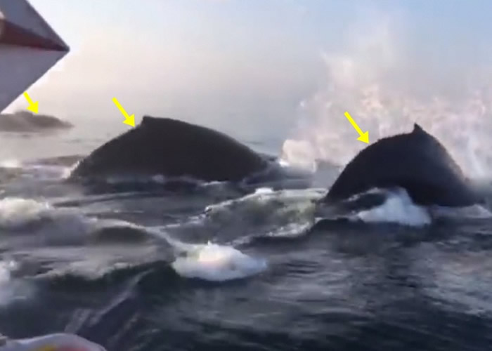 导游见到座头鲸(黄箭嘴示)卷曲身体潜入水中,意会到它们将会跃出水面。