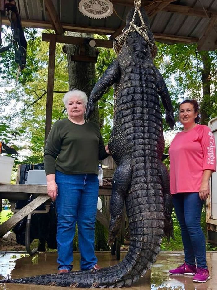 美国德克萨斯州曾祖母因长期怨恨一枪打死3.6米长巨型鳄鱼