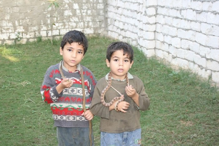 埃及阿布拉瓦什村居民专门从事捕捉和繁殖毒蛇 用于全球药物生产