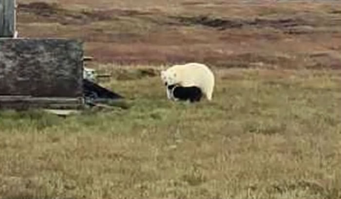 ��������˹���ݿ�����ά����һֻ�����߱�����