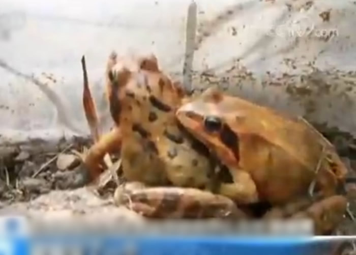 ���ܱ����ڱ�Ĥǰ���粽���С�