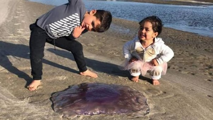 狮鬃水母有毒而且体型巨大,小朋友好奇靠近可能发生危险。