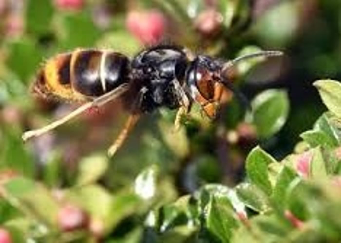 ����ÿ����ʮ���˱���ͷ��Ϯ����������