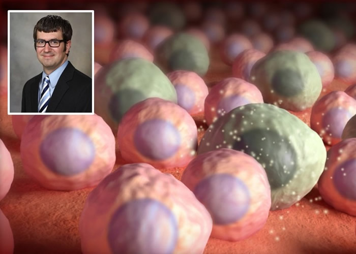 贝克(小图)指清除老鼠脑内的衰老细胞(大图绿色),能缓解它们的早老性痴呆症状。