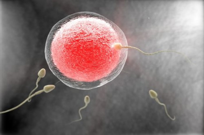 不孕妇女福音 日本京都大学研制人工卵子初步成功