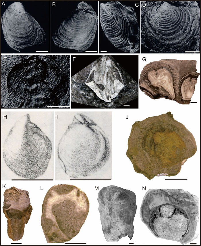 ӡȰ鼰γȺ͸γȷֲ˫໯ʯ
