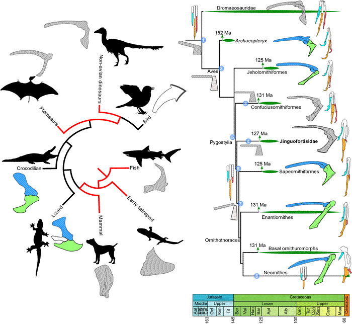 脊椎动物主要类群的肩胛骨—乌喙骨演化简图；中生代鸟类系统树揭示肩带和手部骨骼的重要演化阶段（王敏供图）
