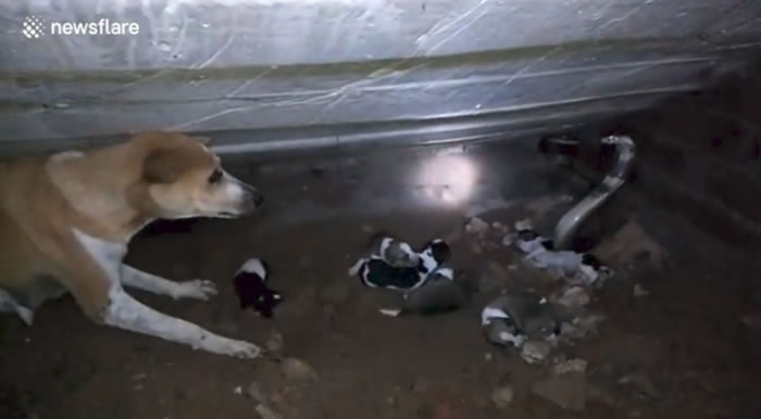 印度狗妈妈奋力对抗眼镜蛇保护7只宝宝