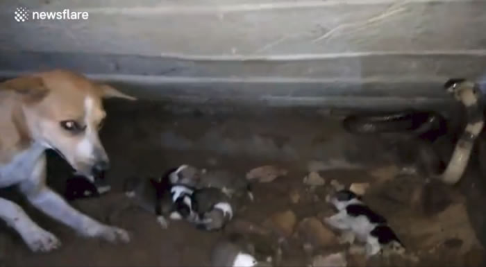 印度狗妈妈奋力对抗眼镜蛇保护7只宝宝