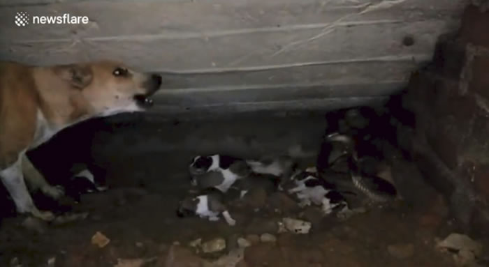 印度狗妈妈奋力对抗眼镜蛇保护7只宝宝